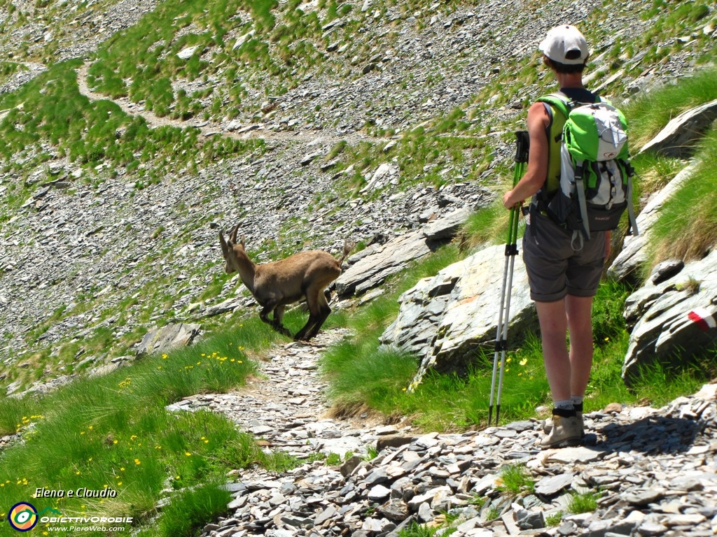 24 Uno stambecco ci accompagna.JPG